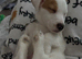 Puppy for sale