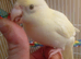 Kakariki cream 9 week old