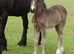 Welsh D Filly