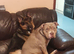 Stunning puppies ready to leave