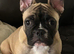 French bulldog puppy