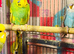 Young budgies