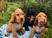 Stunning show type cocker spaniel puppies