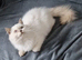 Lilac point British shorthair boy