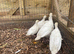 6 crollwitzer turkey chicks for sale
