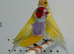 Beautiful pair of yellow Gouldian finches
