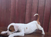 Johnson’s American Bulldog Puppies