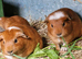 Baby Guinea pigs, ip3