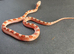 Hypo bloodred extreme pied baby corn snake