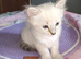 Blue lynx ragdoll kitten - boy