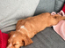 Cocker spaniel for sale