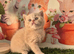 Champion Pedigree TICA Registered Kittens