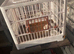 2 finch cages
