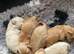 Beautiful F1b Cavapoochon Puppies