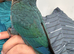 Hand tamed voilet conure