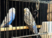 2 Proven Breeding Pair of Budgies
