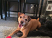 4 yr old parson russell terrier boy