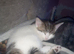 cali co and white female kitten