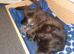 2 black kittens