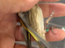 2026 goldfinch male available