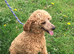 Curly cockapoo puppies