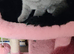BEAUTIFUL LITTLE RUSSIAN BLUE KITTENS 9 WEEKS OLD