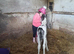 Gypsy cob