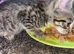 Male kitten