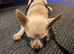 Sweet boy Chihuahua ready for rehome