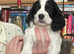 Beautiful sprocker puppies