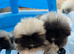 Stunning kc reg pekingese puppies