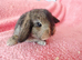 Selection of mini lop babies available