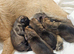 BORDER TERRIER PUPPIES