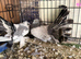 Indian fantails 2026 birds