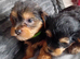 YORKSHIRE TERRIER PUPPIES BOYS.