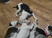 2 American bulldog x staffys