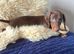 Dachshund