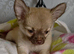 Long coat chihuahua male 9 weeks old