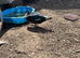 Male Muscovy ducks this years and 4 brown hens chicken