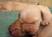 Stocky Red Labs