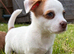Miniature Jack Russell’s