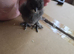 silkie usa chicks