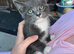 Kittens