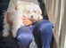 Pure breed Maltese tiny puppy