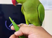 Baby tamed Indian ring neck talking parrot