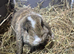 Mini lops 8 week old ready for new homes now