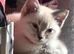 Rehoming kitten