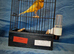 Top quality yorkshire canary