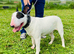 for stud fully health tested bull terrier