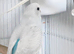 White and blue Budgies
